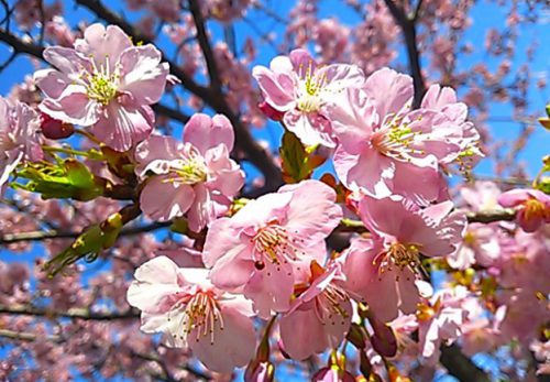 2022年みなみの桜と菜の花まつり＆河津桜まつり