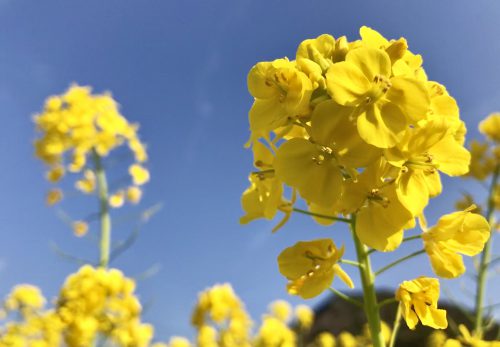 みなみの桜と菜の花祭り　終わりました。