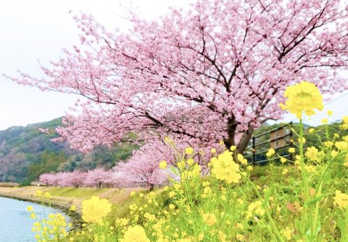 今年は桜の開花が早いです!!!