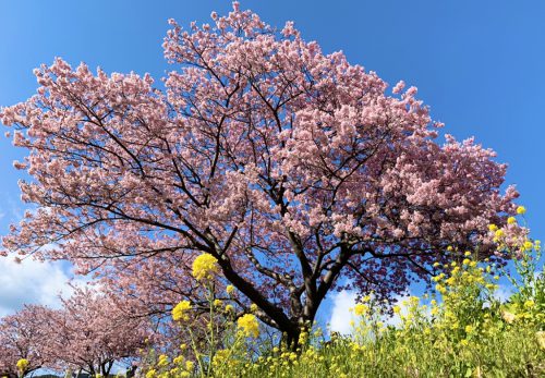 連休で桜の見頃が終わりましたが。。。